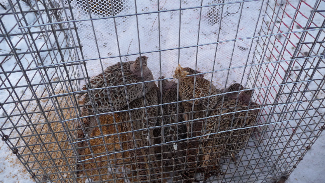 Trapped Pheasants